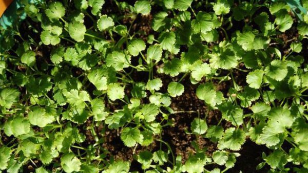 香菜能重茬种植吗