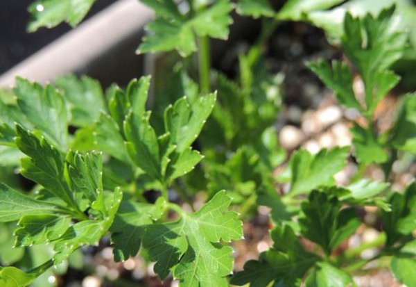 香菜能重茬种植吗