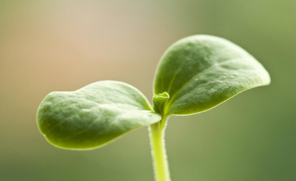种瓜点豆是哪个节气前后