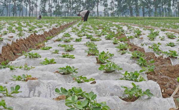 种瓜点豆是哪个节气前后