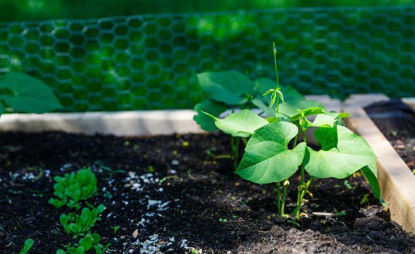 种瓜点豆是哪个节气前后