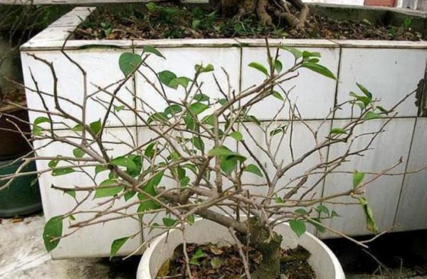 三角梅突然落花落叶怎么回事