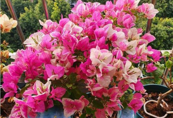 三角梅突然落花落叶怎么回事