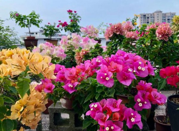 三角梅突然落花落叶怎么回事