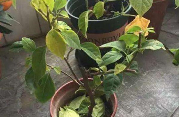 三角梅突然落花落叶怎么回事