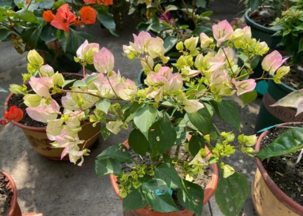 三角梅突然落花落叶怎么回事