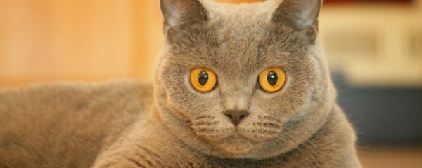 被猫抓伤怎么处理