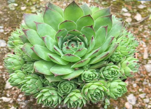 观音莲怎么养爆盆蹭蹭长爆盆