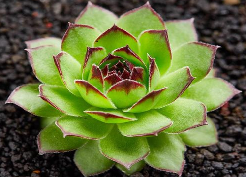 观音莲怎么养爆盆蹭蹭长爆盆