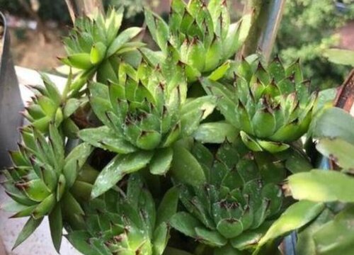 观音莲怎么养爆盆蹭蹭长爆盆