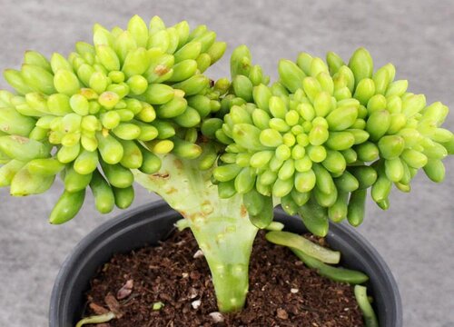 夏天养多肉徒长怎么办