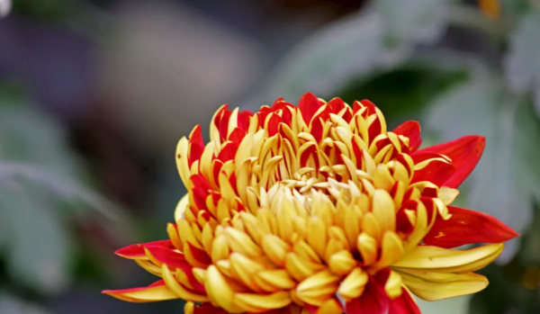 非常有头脑的星座女排名