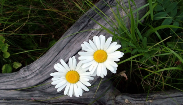 非常有头脑的星座女排名