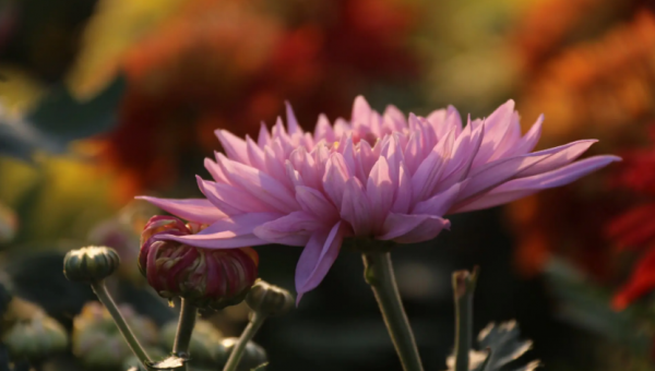 非常有头脑的星座女排名