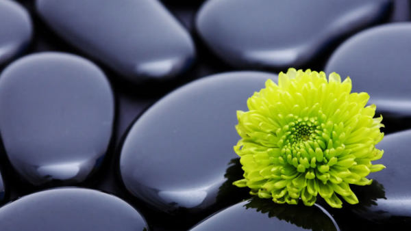 非常有头脑的星座女排名