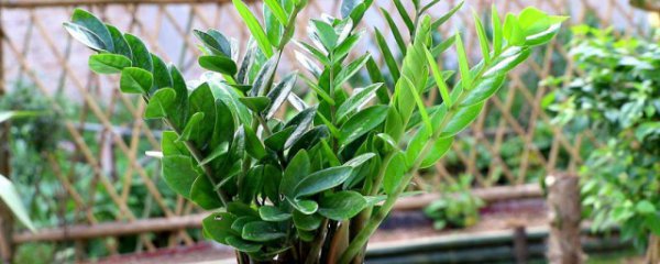 金钱树施肥方法和注意事项