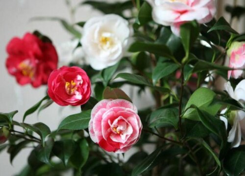 中国十大稀有珍贵茶花品种