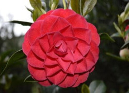 中国十大稀有珍贵茶花品种