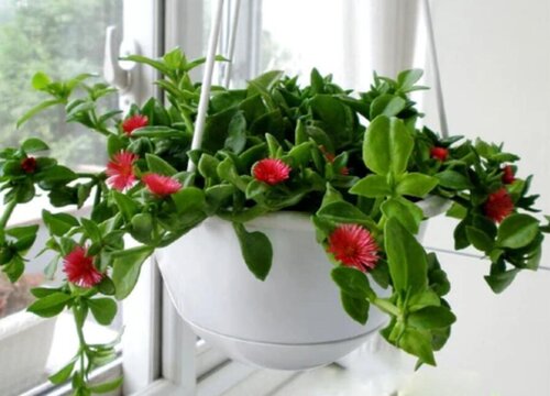 金鱼吊兰烂根如何轻松搞定