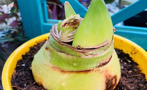 朱顶红小球要怎样快速长大