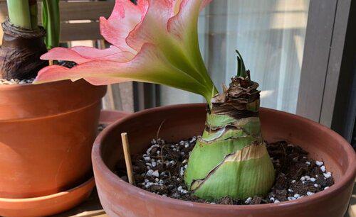 朱顶红小球要怎样快速长大