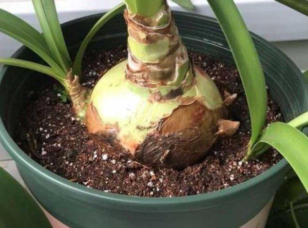 朱顶红小球要怎样快速长大