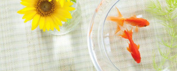 冬天室内养什么动物好