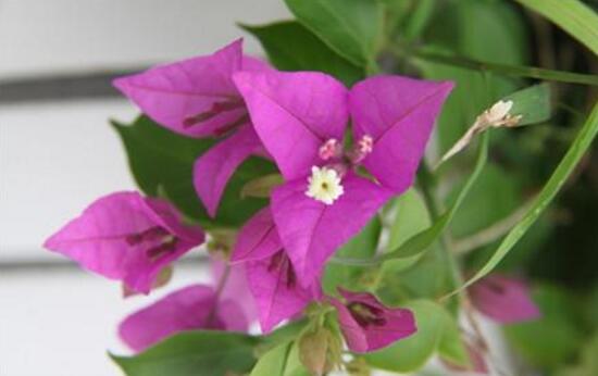 三角梅多久浇一次水比较好