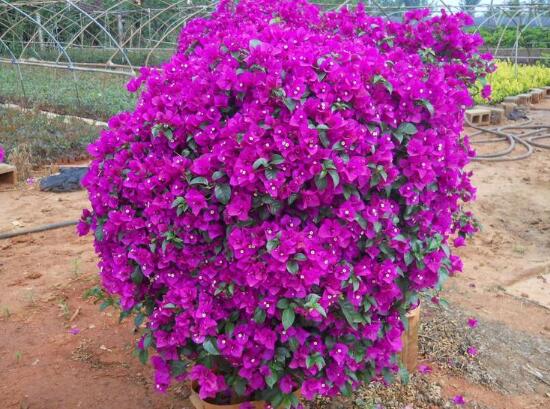 三角梅多久浇一次水比较好