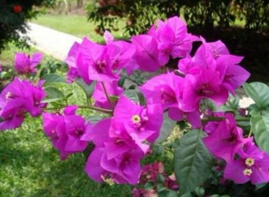 三角梅多久浇一次水比较好