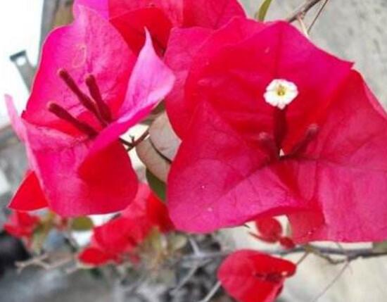 三角梅多久浇一次水比较好