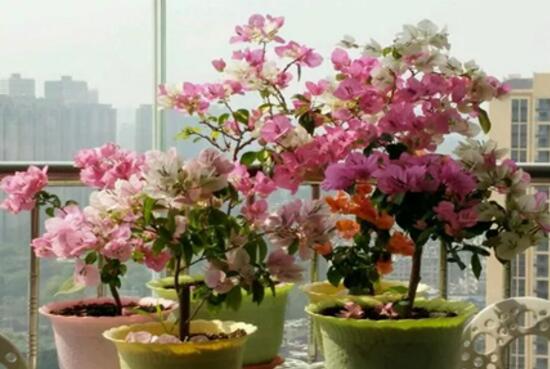 三角梅多久浇一次水比较好