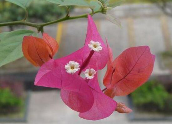 三角梅多久浇一次水比较好