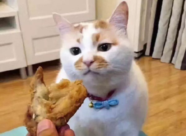 怎样让猫咪喜欢你甚至依赖你