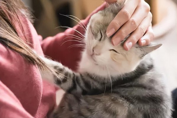 怎样让猫咪喜欢你甚至依赖你