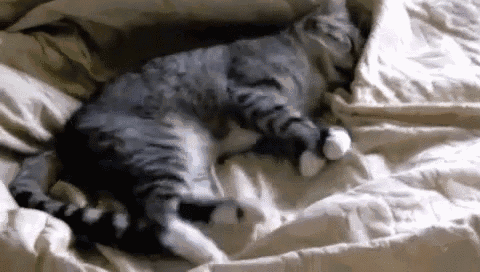 怎样让猫咪喜欢你甚至依赖你