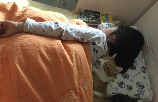 怎样让猫咪喜欢你甚至依赖你