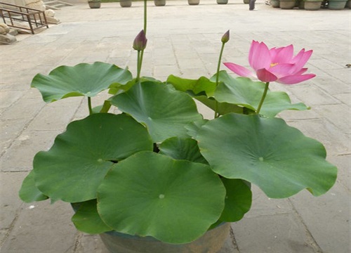 荷花为什么不开花只长叶