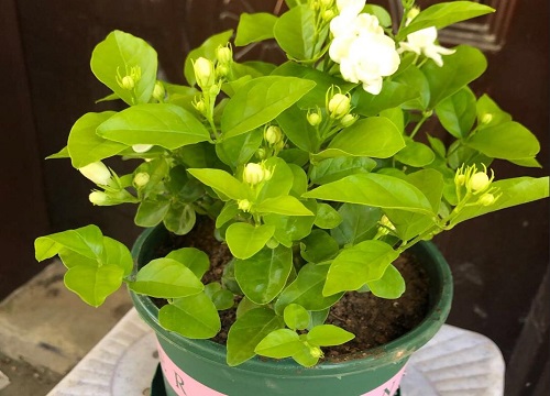 茉莉花的叶片发黄怎么办