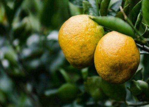 瓯柑什么时候成熟