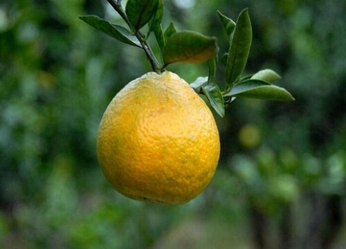 瓯柑什么时候成熟