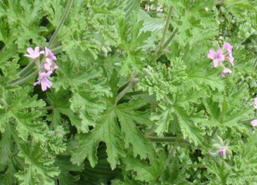 驱蚊草花期是什么时候