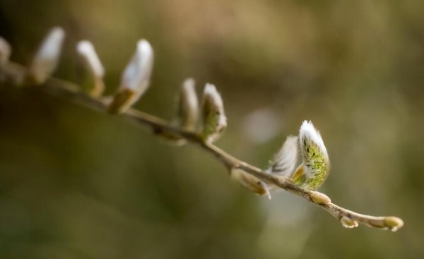 2023各地柳絮什么时候结束