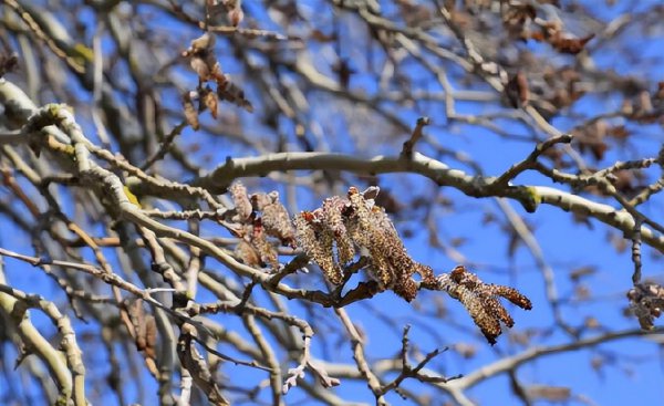 2023各地柳絮什么时候结束