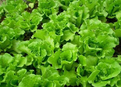 生菜品种大全名称