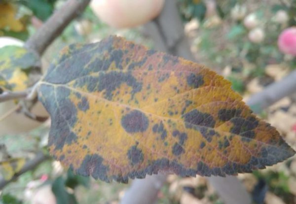 苹果套袋前打什么农药配方