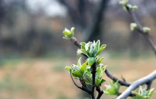 苹果套袋前打什么农药配方