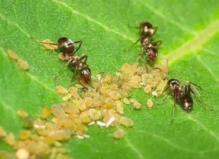 现在种小白菜怎样不让它长虫子