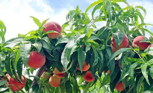 桃树和什么果树能嫁接