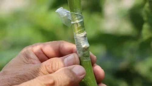 桃树和什么果树能嫁接